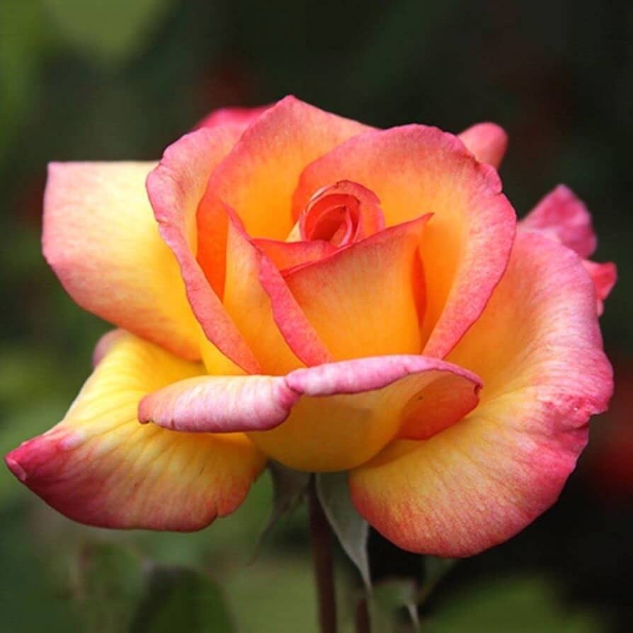 Rosa spp. Seeds – Light Pink