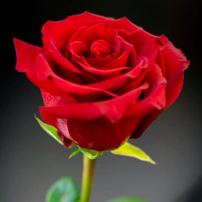Rosa spp. Seeds – Light Red
