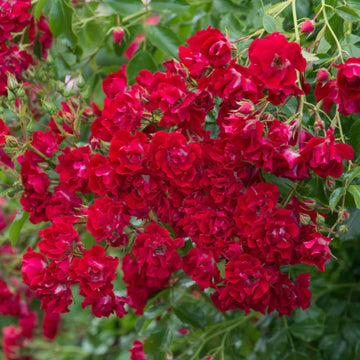 Rosa spp. Seeds – Light Red Holland