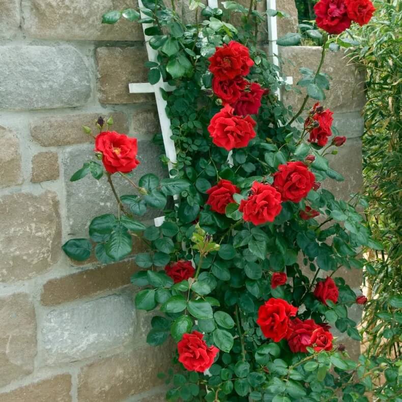 Rosa spp. Seeds – Light Red Holland