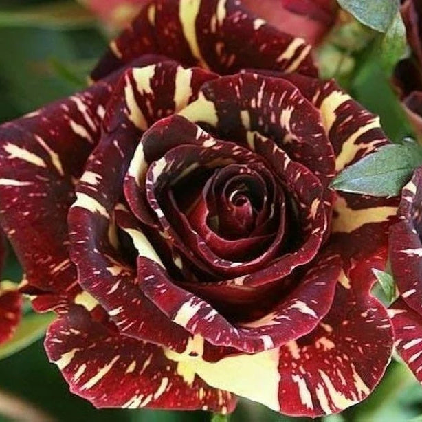 Rosa spp. Seeds – Marron Cream Rose