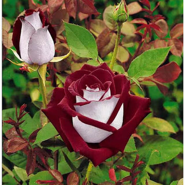 Rosa spp. Seeds – Marron & White
