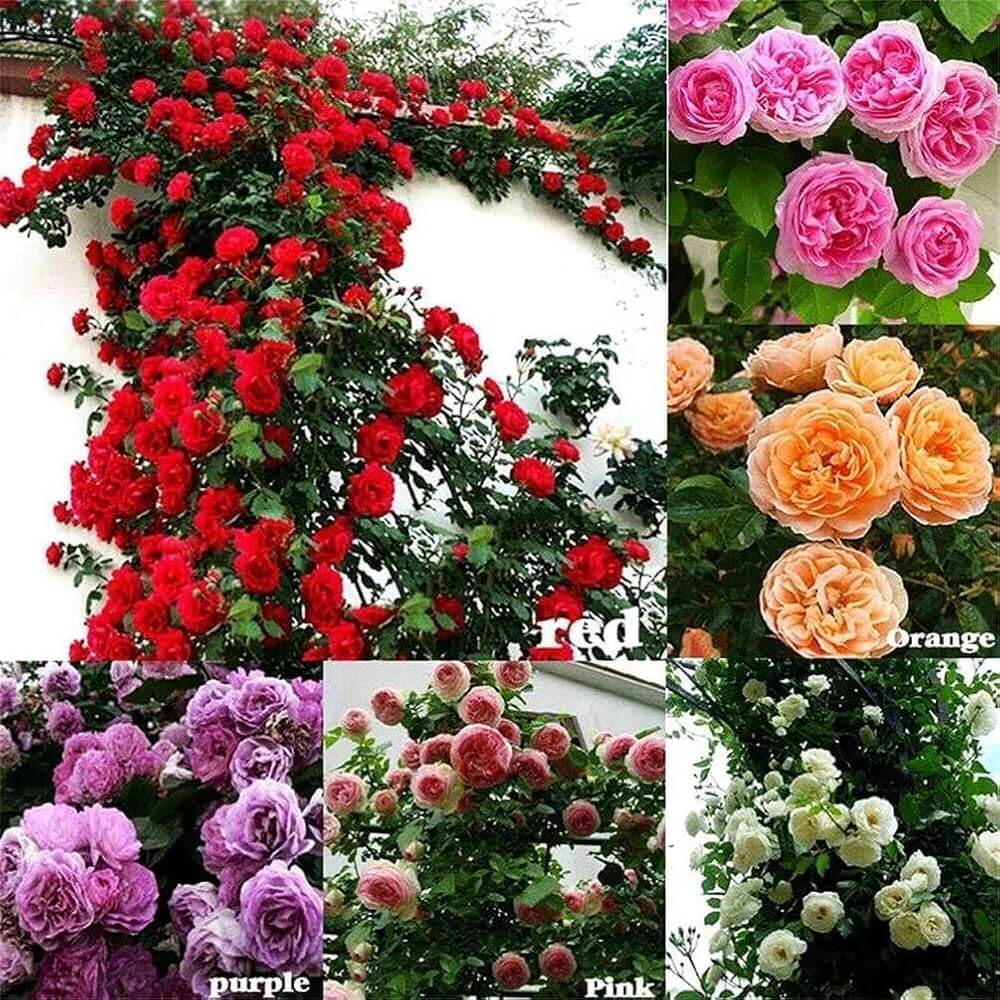 Rosa spp. Seeds – Mixed Climbing