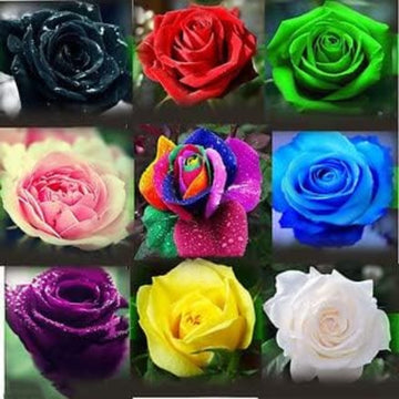 Rosa spp. Seeds – Mixed Rose Colors