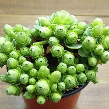 Rosa spp. Seeds – Mountain