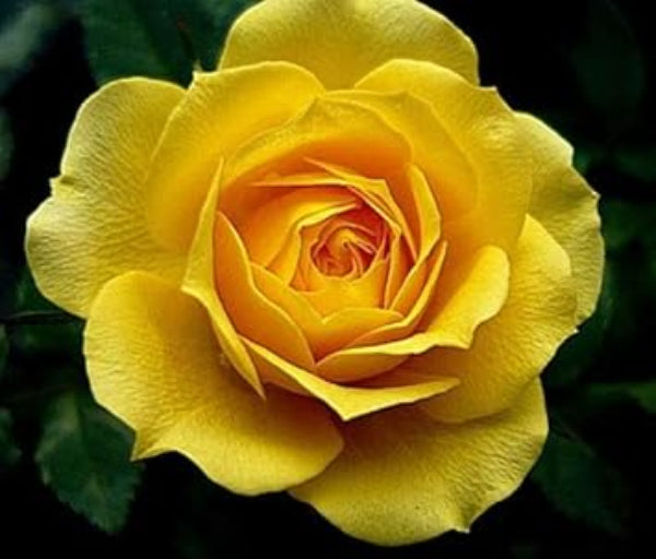 Rosa spp. Seeds – Mustard Yellow