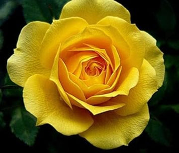 Rosa spp. Seeds – Mustard Yellow