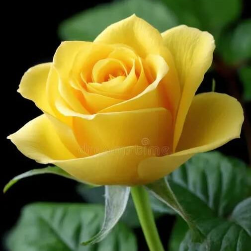 Rosa spp. Seeds – Mustard Yellow