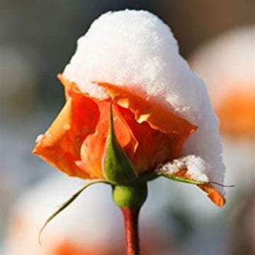 Rosa spp. Seeds – Orange Snow
