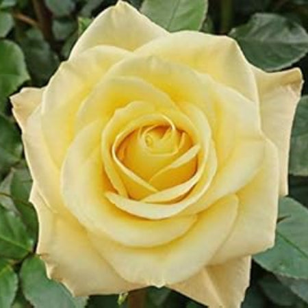 Rosa spp. Seeds – Pale Yellow
