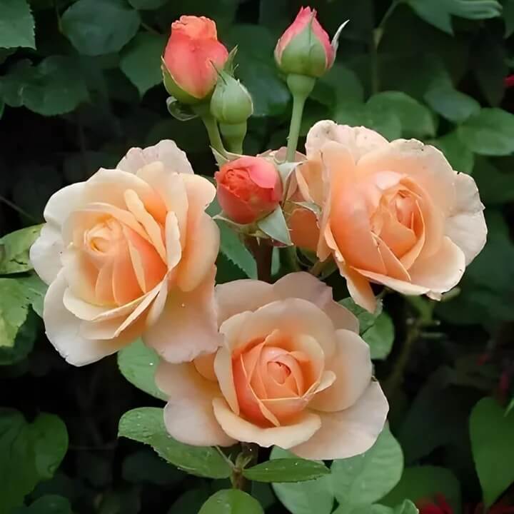 Rosa spp. Seeds – Peach