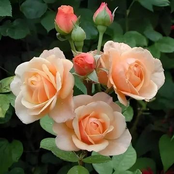 Rosa spp. Seeds – Peach