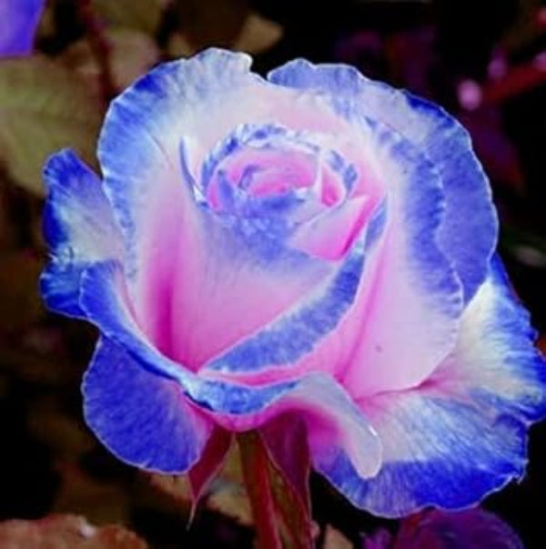 Rosa spp. Seeds – Pink & Blue