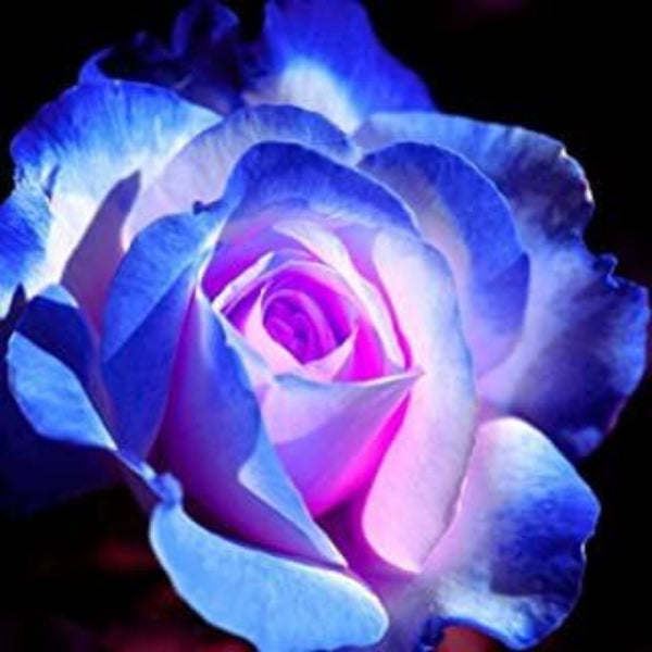 Rosa spp. Seeds – Pink & Blue