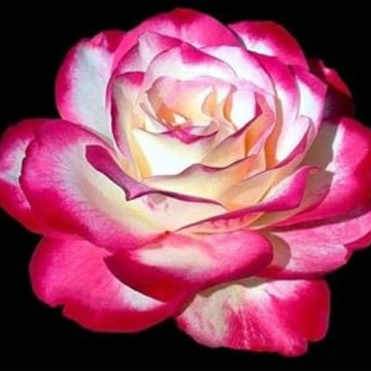 Rosa spp. Seeds – Pink Osiria
