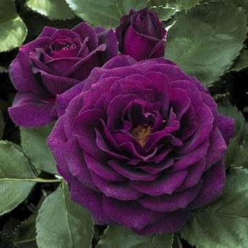 Rosa spp. Seeds – Purple Dragon