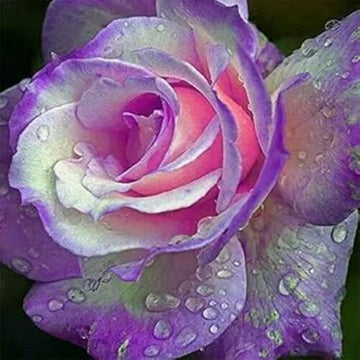 Rosa spp. Seeds – Purple & Pink