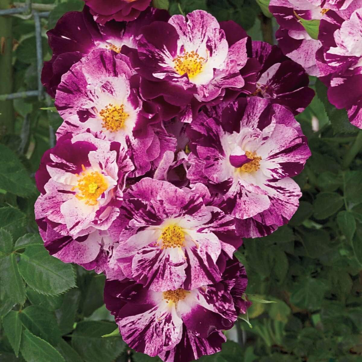 Rosa spp. Seeds – Purple & White Climbing