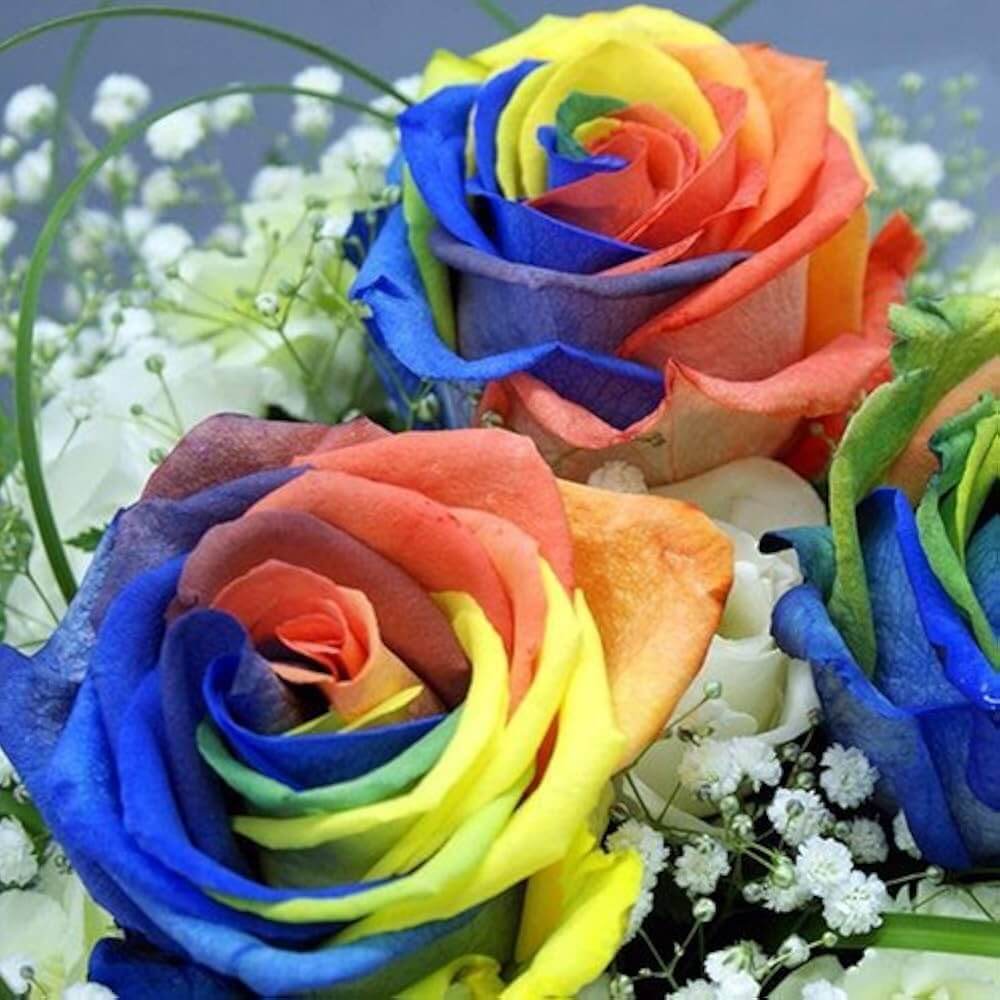 Rosa spp. Seeds – Rainbow Rose