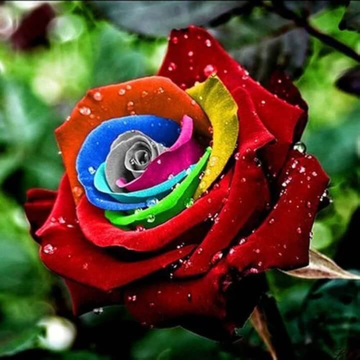 Rosa spp. Seeds – Red Multi-Color