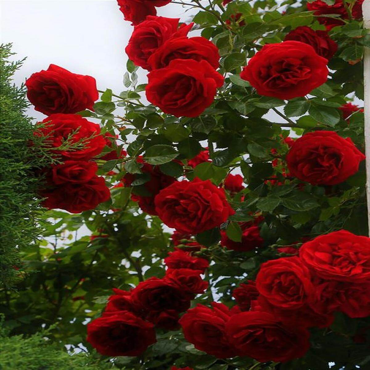 Rosa spp. Seeds – Red & Pink Climbing