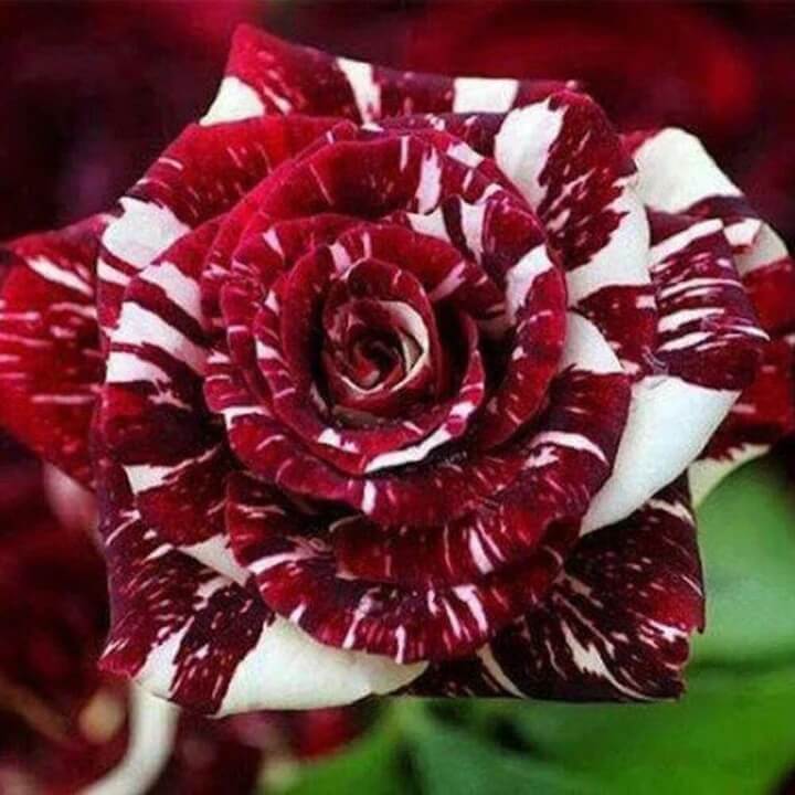 Rosa spp. Seeds – Red White Dragon