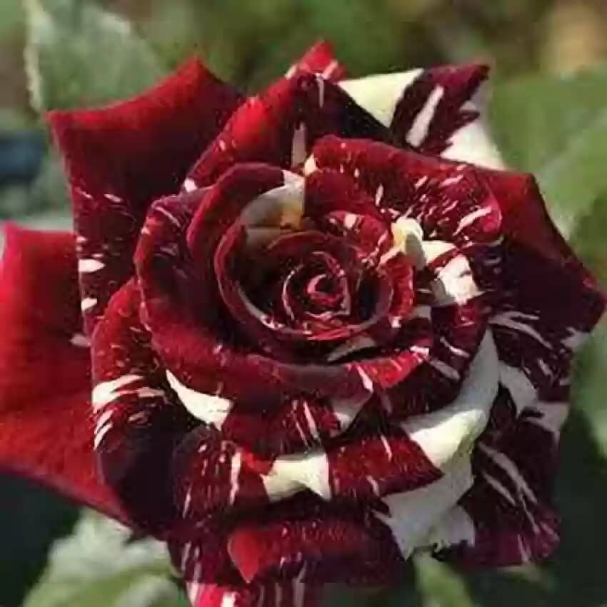 Rosa spp. Seeds – Red White Dragon