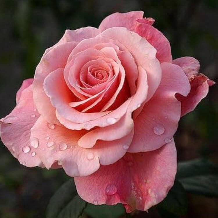 Rosa spp. Seeds – Salmon Pink