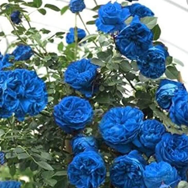 Rosa spp. Seeds – Sky Blue Climbing Rose