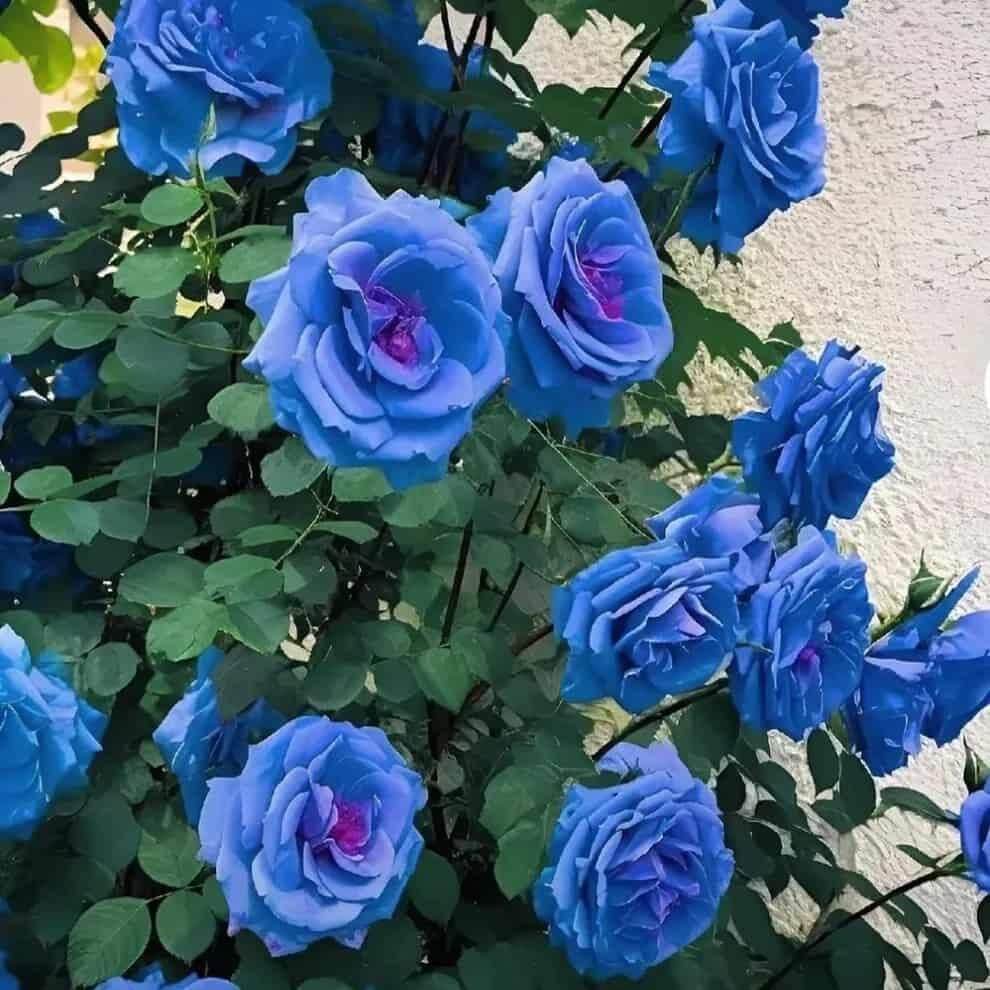 Rosa spp. Seeds – Sky Blue Climbing Rose