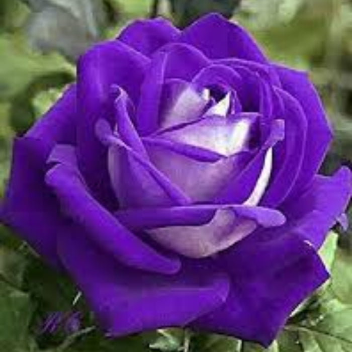 Rosa spp. Seeds – Violet White
