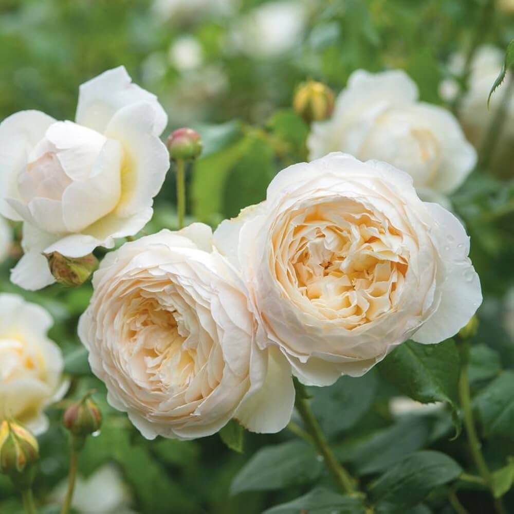 Rosa spp. Seeds – White Climbing