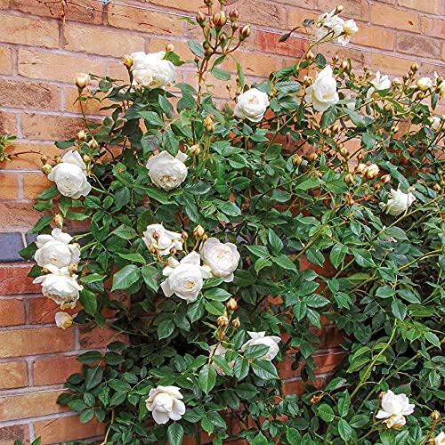 Rosa spp. Seeds – White Climbing