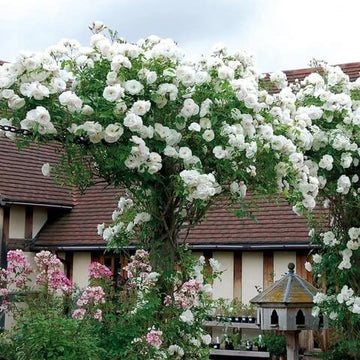 Rosa spp. Seeds – White Climbing