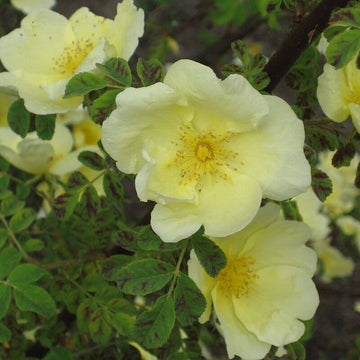 Rosa spp. Seeds – Yellow Hugo