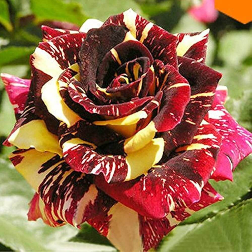 Rosa spp. Seeds – Yellow Maroon