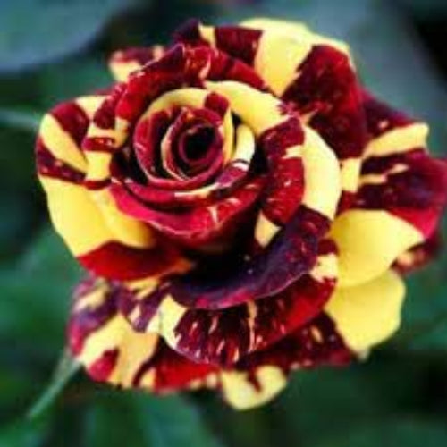 Rosa spp. Seeds – Yellow Maroon
