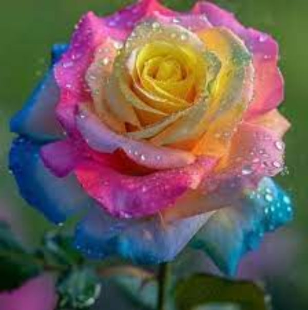 Rosa spp. Seeds – Yellow Mix