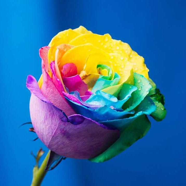 Rosa spp. Seeds – Yellow Rainbow