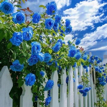 Rosa spp. Seeds – Sky Blue Climbing Rose