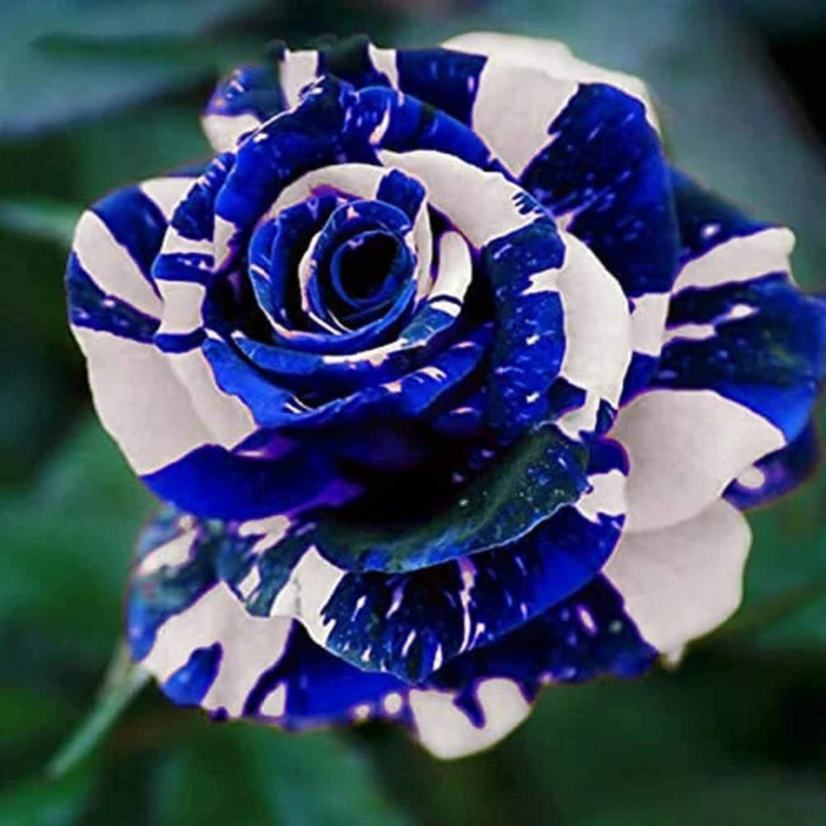 Rosa spp. Seeds – Tiger Stripe Blue