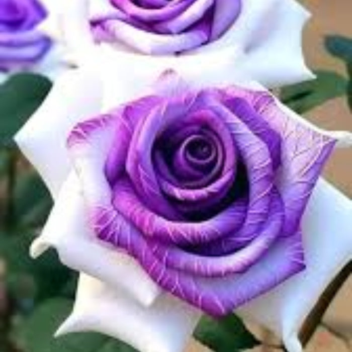 Rosa spp. Seeds – Violet White