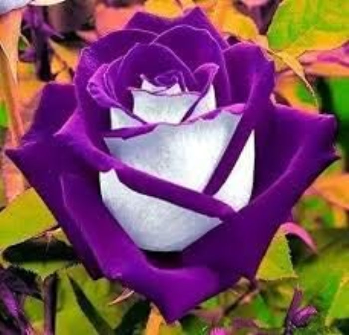 Rosa spp. Seeds – Violet White
