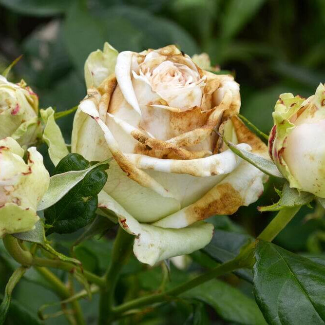 Rosa spp. Seeds – White & Brown
