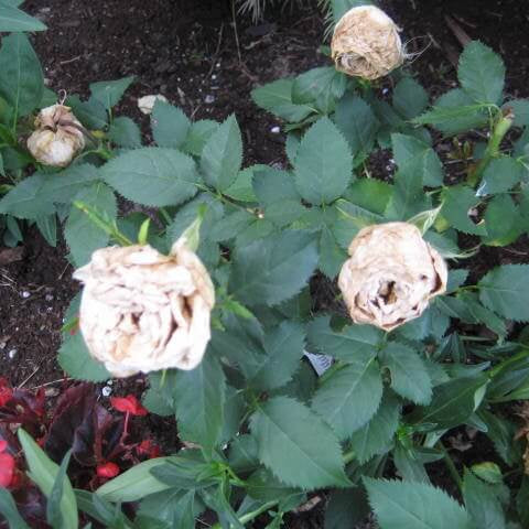 Rosa spp. Seeds – White & Brown