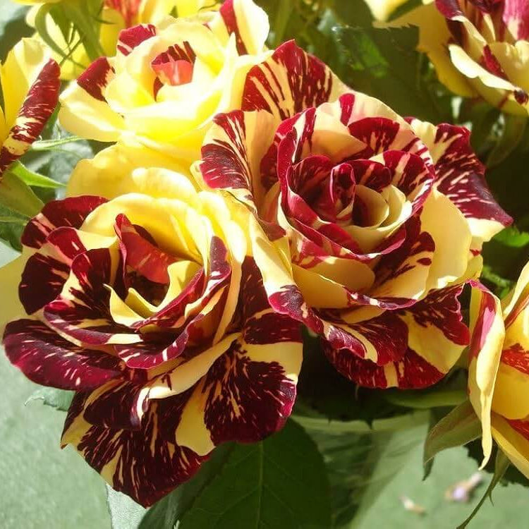 Rosa spp. Seeds – Yellow Maroon