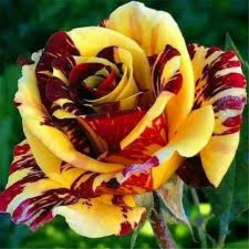 Rosa spp. Seeds – Yellow Maroon