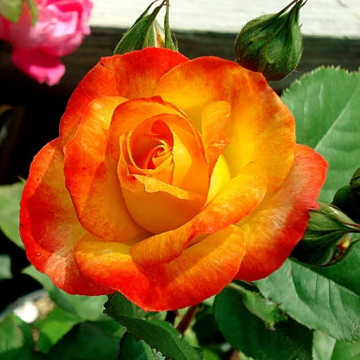 Rosa spp. Seeds – Yellow Red Climbing