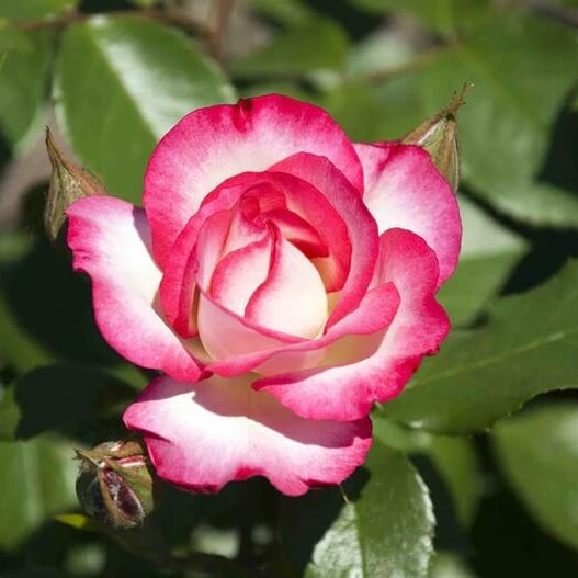 Rosa spp. Seeds – Pink Osiria