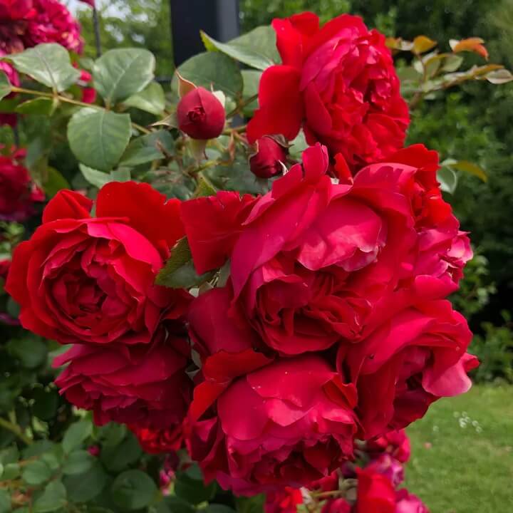 Rosa spp. Seeds – Red & Pink Climbing